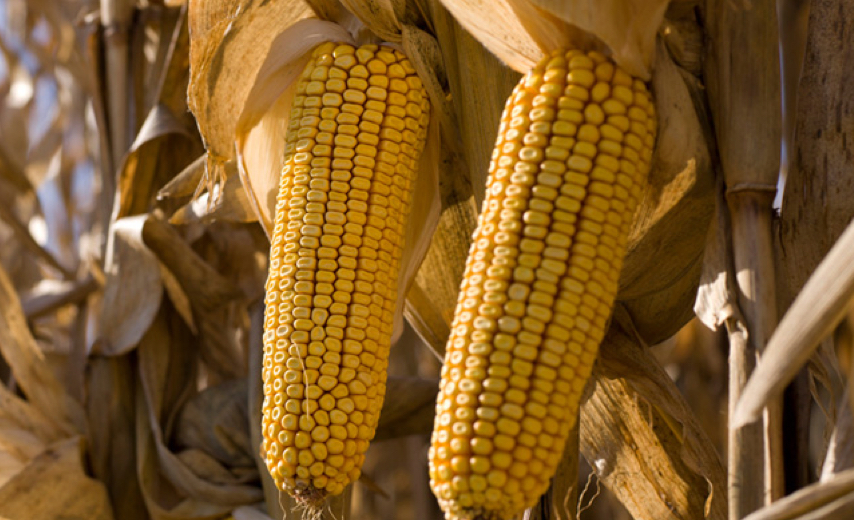 Closeup of corn on feld